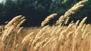 Top 5 best Cheap Welding Helmets review